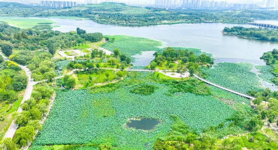 夏末诗意盛景 济南华山湿地呈现“接天莲叶无穷碧” 